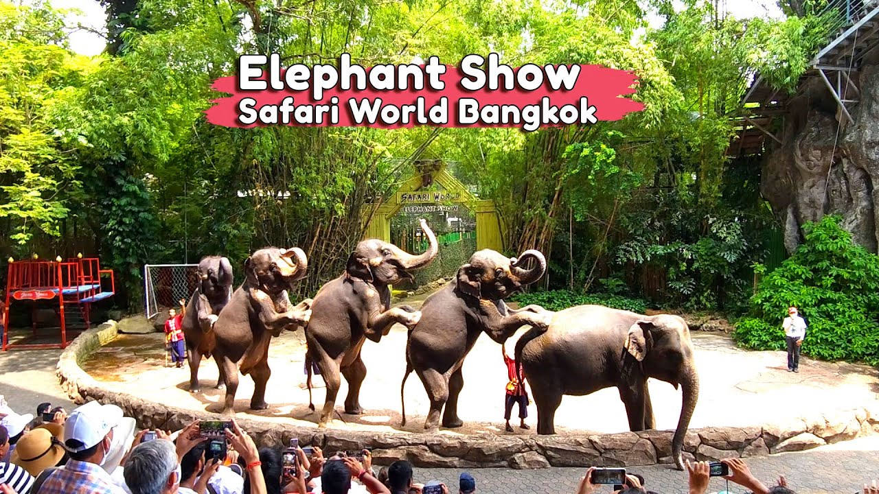 Elephant Show(EP-1)(โชว์ช้าง ซาฟารีเวิลด์) Safari World Bangkok #ซาฟารีเวิลด์  #elephantshow