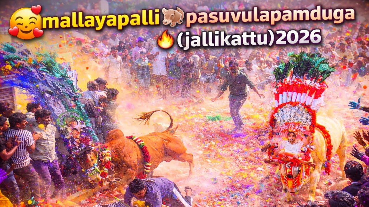 🥰 మల్లయ్యపల్లి పశువుల పండుగ 🐂🔥 | Jallikattu 2026 | 17-01-2026