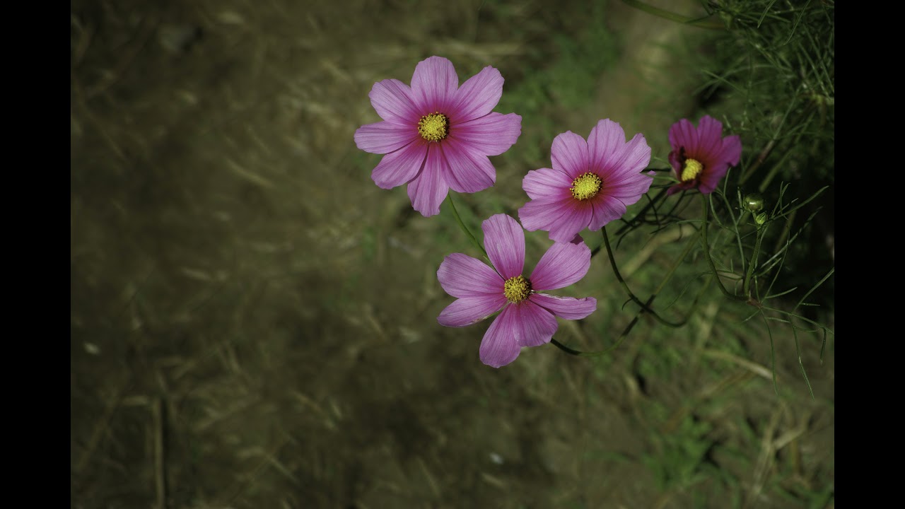 カメラと私の記録 3   SIGMA DP1Merrill/DP2Merrill/DP3Merrill