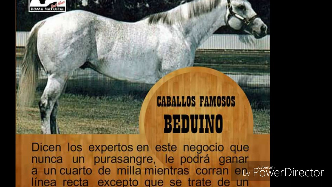 Beduino TB