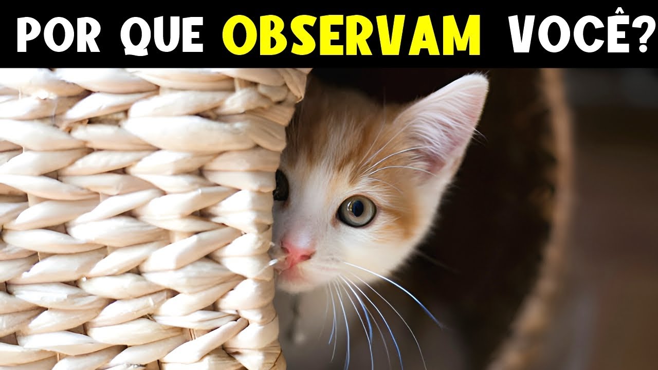 Por que seu gato te observa o TEMPO TODO? A resposta vai te SURPREENDER!