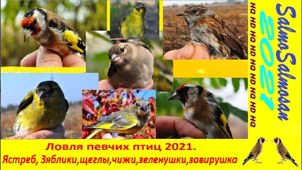 Ловля певчих птиц-Ястреб, Зяблики,щеглы,чижи,зеленушки,завирушка