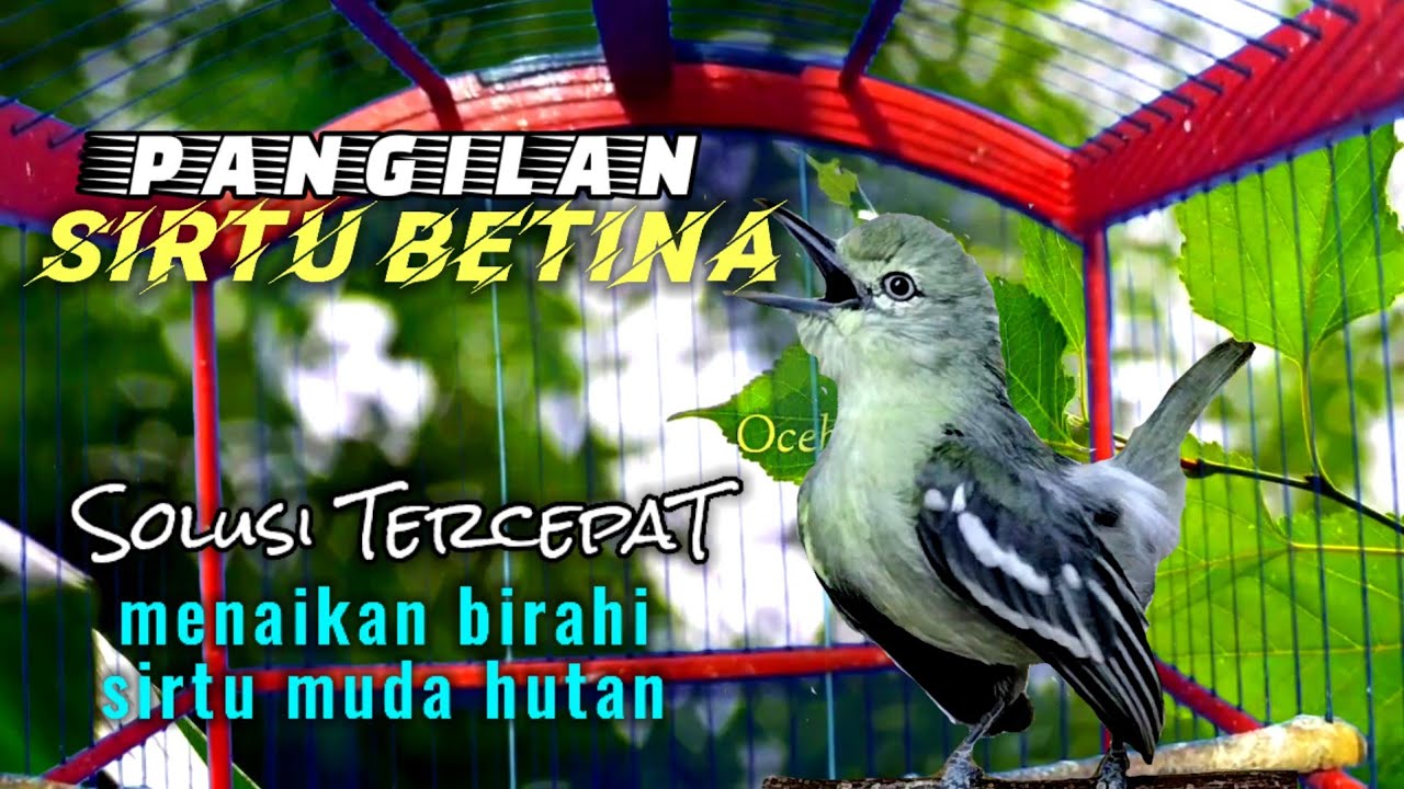 Sirtu BETINA gacor,Solusi Paling cepat untuk menaikan birahi sirtu muda hutan agar cepat Bunyi