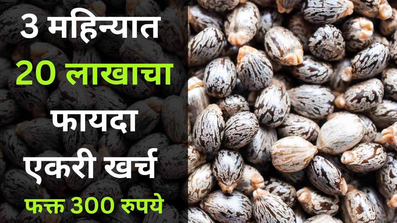 5 महिन्यात 1 लाखाचा फायदा एकरी खर्च फक्त 300 रुपये|march April pike|उन्हाळी पिके|havaman andaj|cow