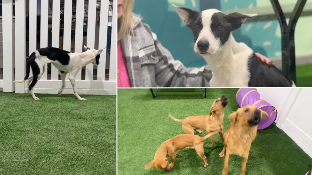 Worries rise over the increase of abandoned, emaciated dogs in shelters across the valley