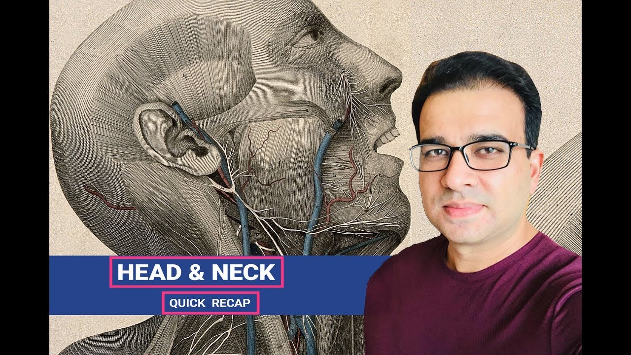 HEAD & NECK (quick recap)