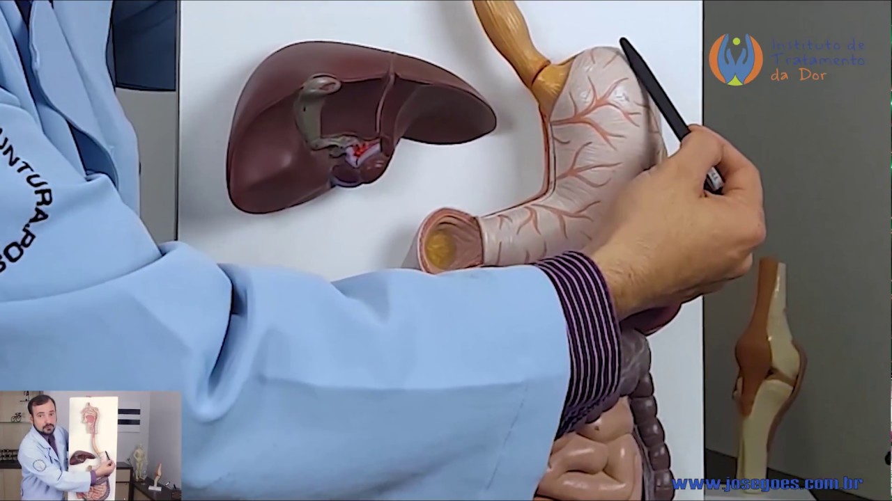 Anatomia Humana  - Sistema Digestório  (PRÁTICA)