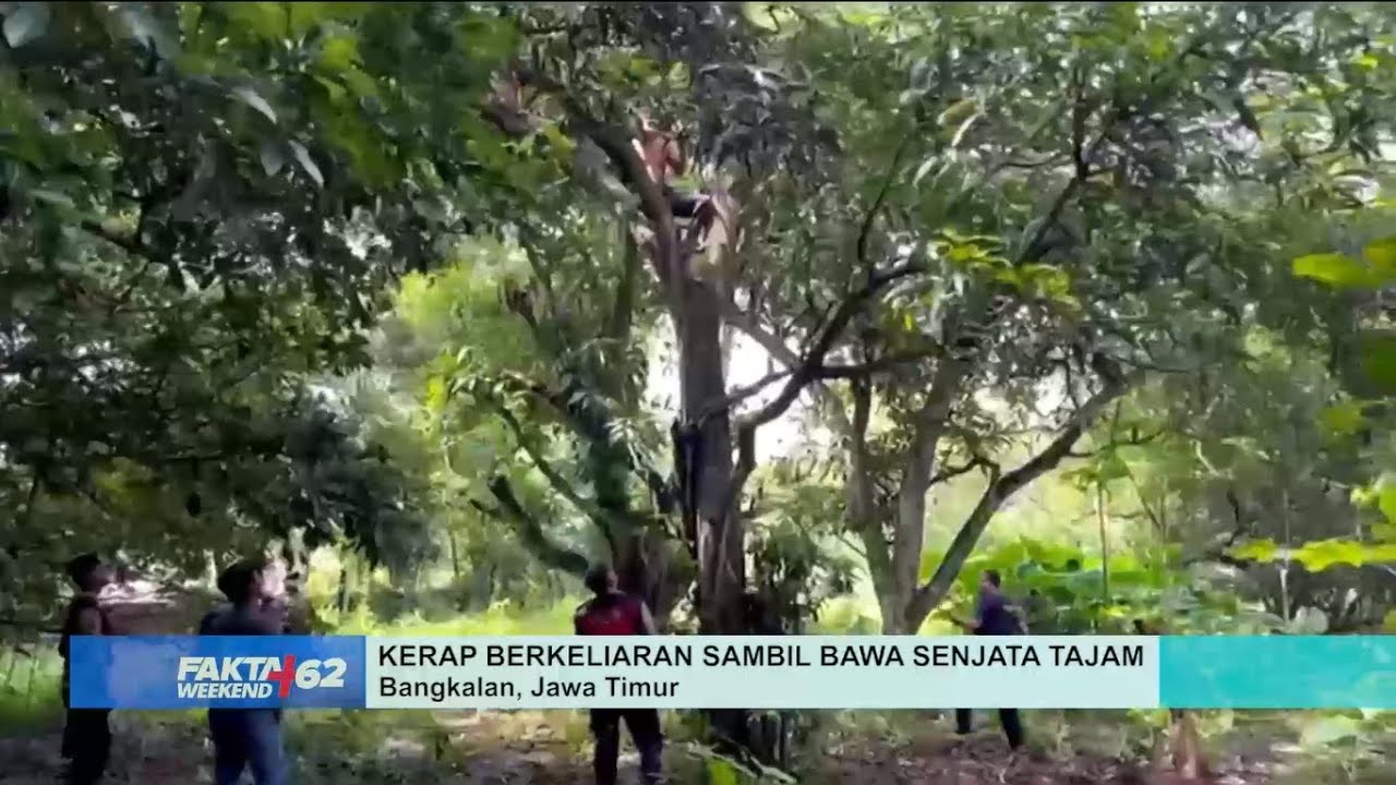 Bikin Resah! ODGJ Mengamuk Berkeliaran sambil Bawa Sajam