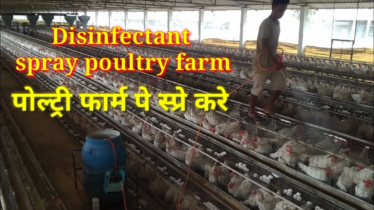 Disinfectant spray in poultry farm || cleaning and disinfection spray in poultry farm