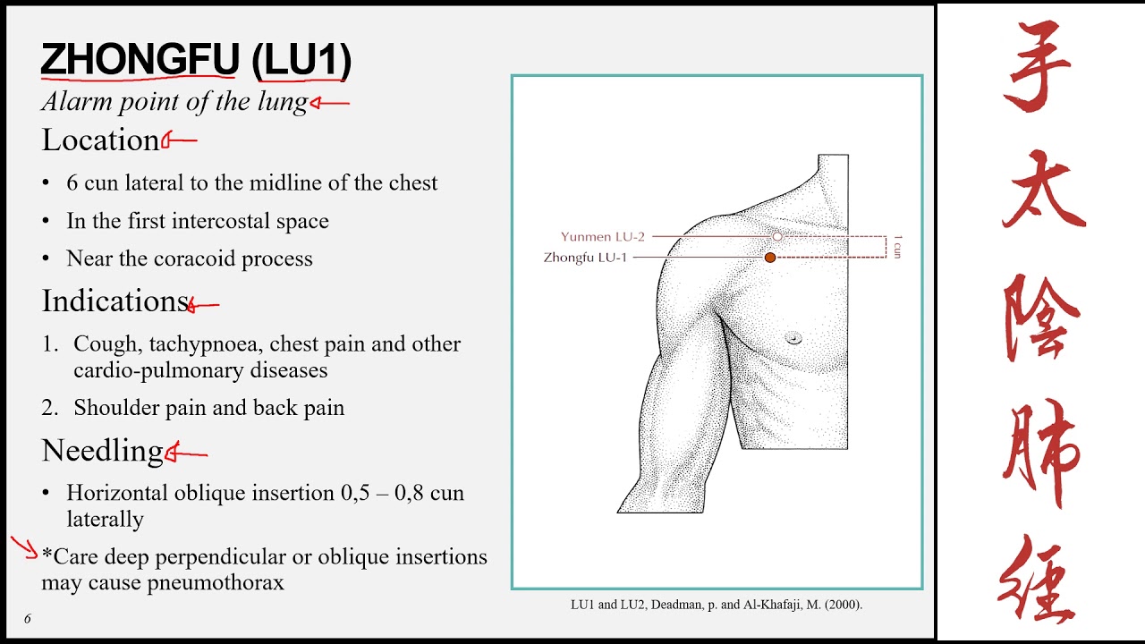 The lung meridian of the hand taiyin