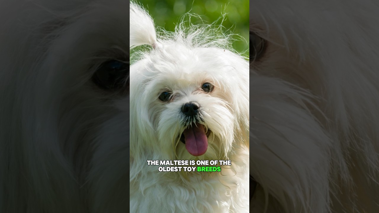 FASCINATING History of Maltese Dogs #shorts #maltese #dogbreeds
