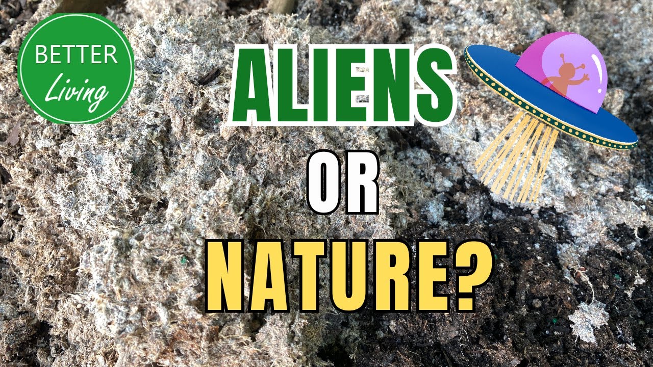 Stranger Things In My Garden // MOLD is Eating The Soil // Free & Easy At-Home Soil Test