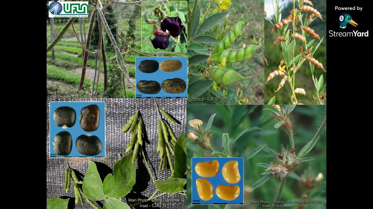Aula 1 - Anatomia e morfologia de plantas forrageiras