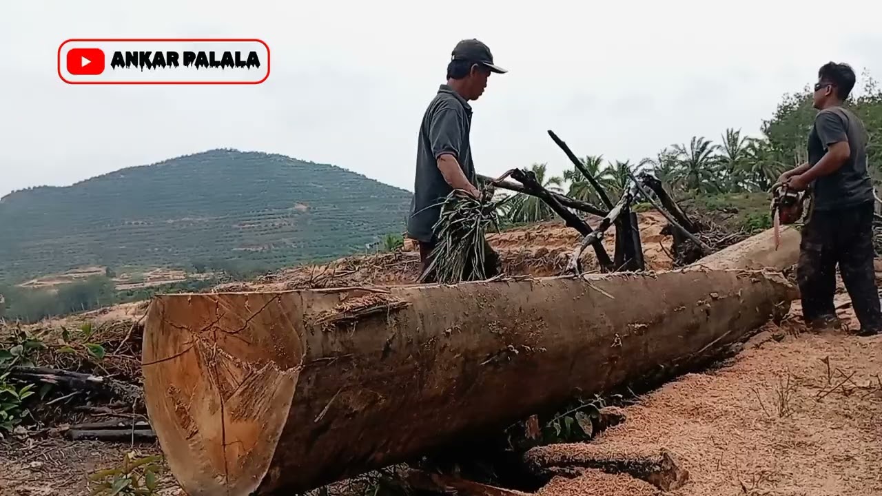 Part 01 Pembelokan kayu Tengkawang 40 tahun  terkubur di dalam lumpur ANKAR PALALA