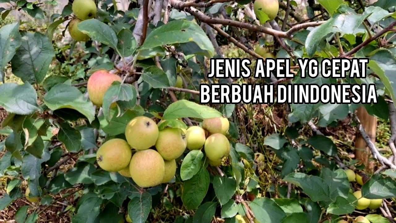 Jenis apel yg cepat berbuah