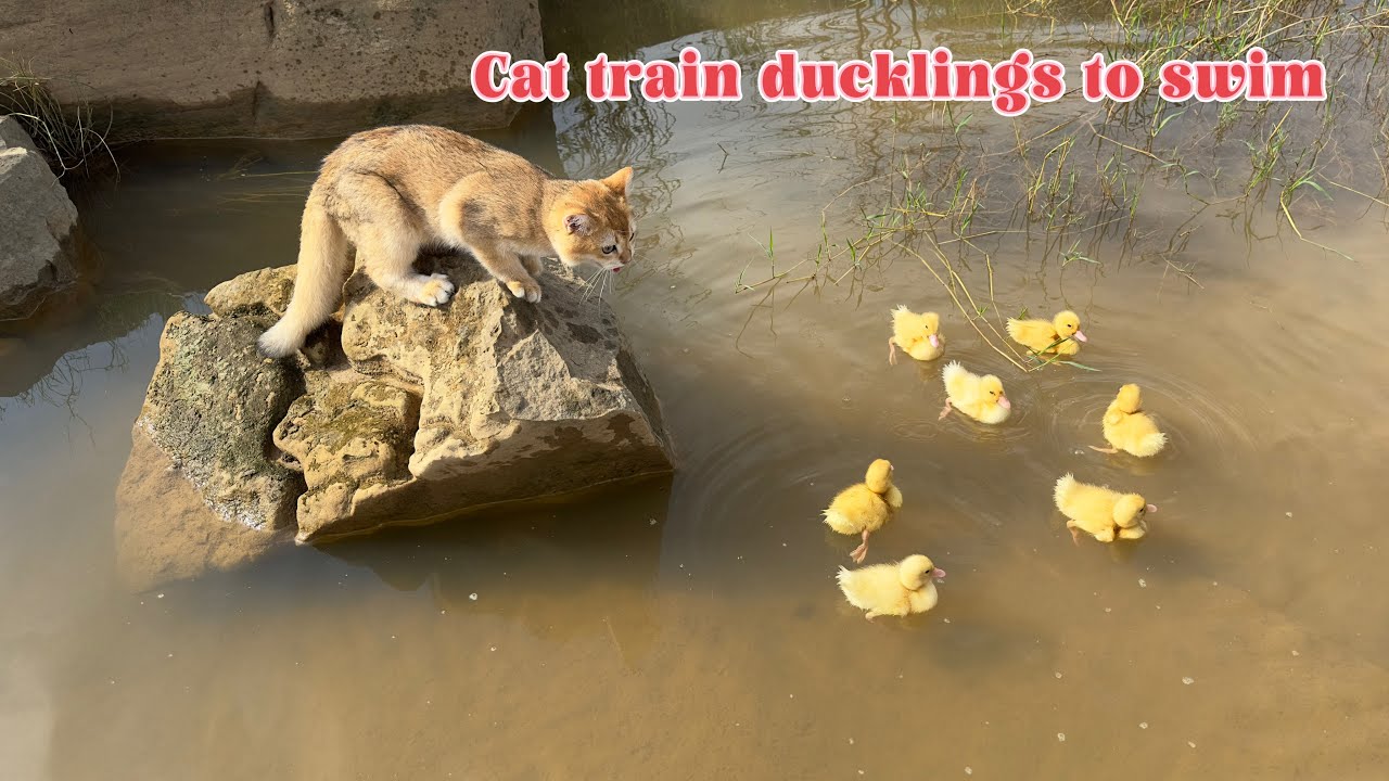 This is the smartest cat in the world😅! Funny cat leads ducklings to swim. Amazing cute pet videos