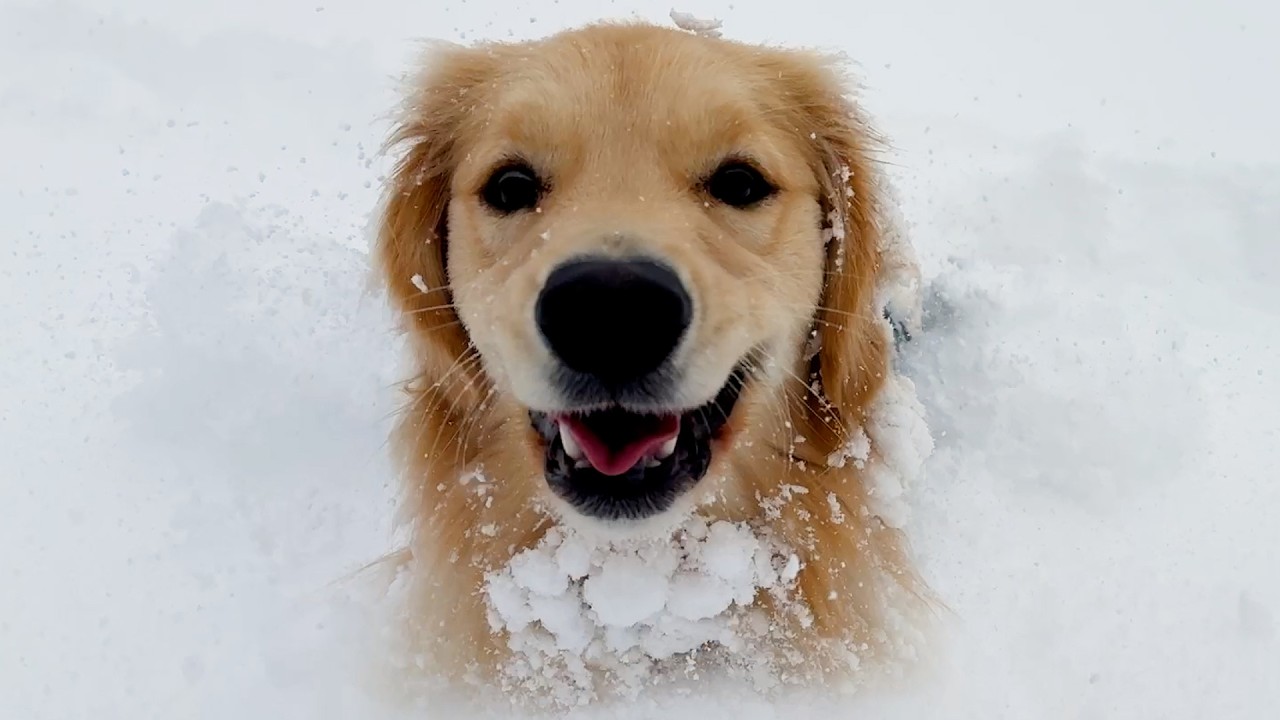 【もう勘弁してｗ】ママパパも絶句。雪玉だらけでガニ股になったゴールデンレトリバーのドンちゃんの帰宅姿が切ないけど爆笑