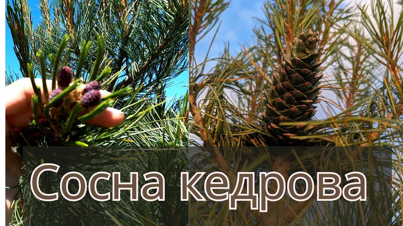 Сосна Кедрова Корейська та Європейська