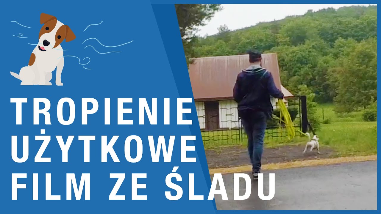 TROPIENIE UŻYTKOWE - Mantrailing - trening psa, wybór kierunku - to super psi sport