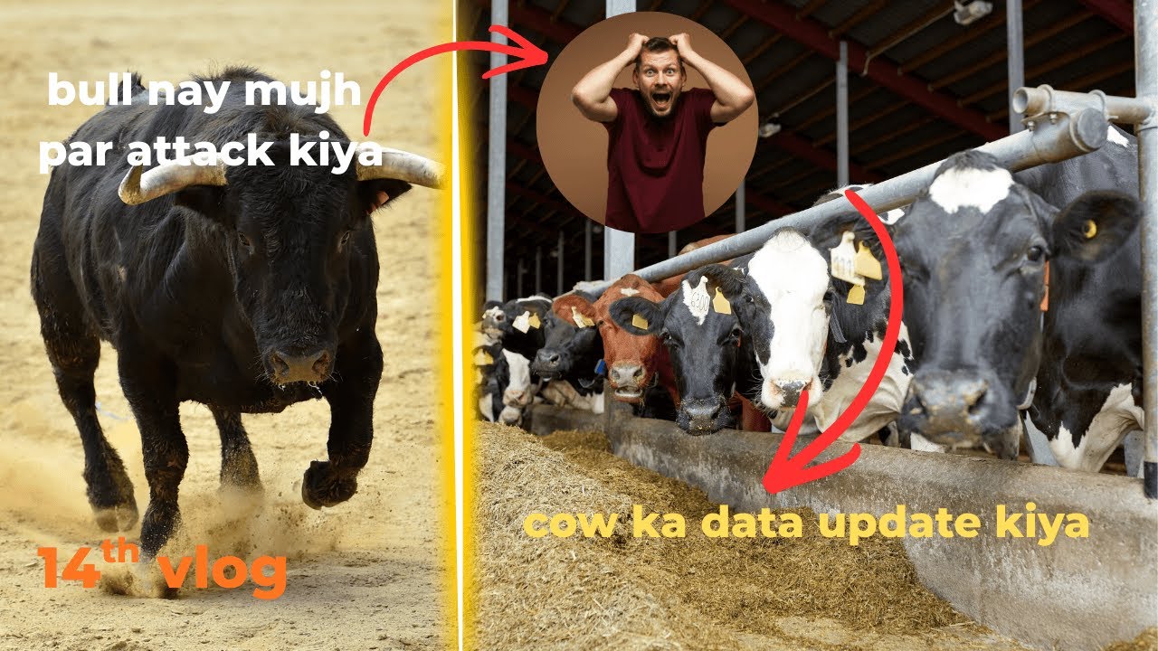 vlog 14 | bull nay attack kiya | cows ka data update kiya | daily routine at farm |