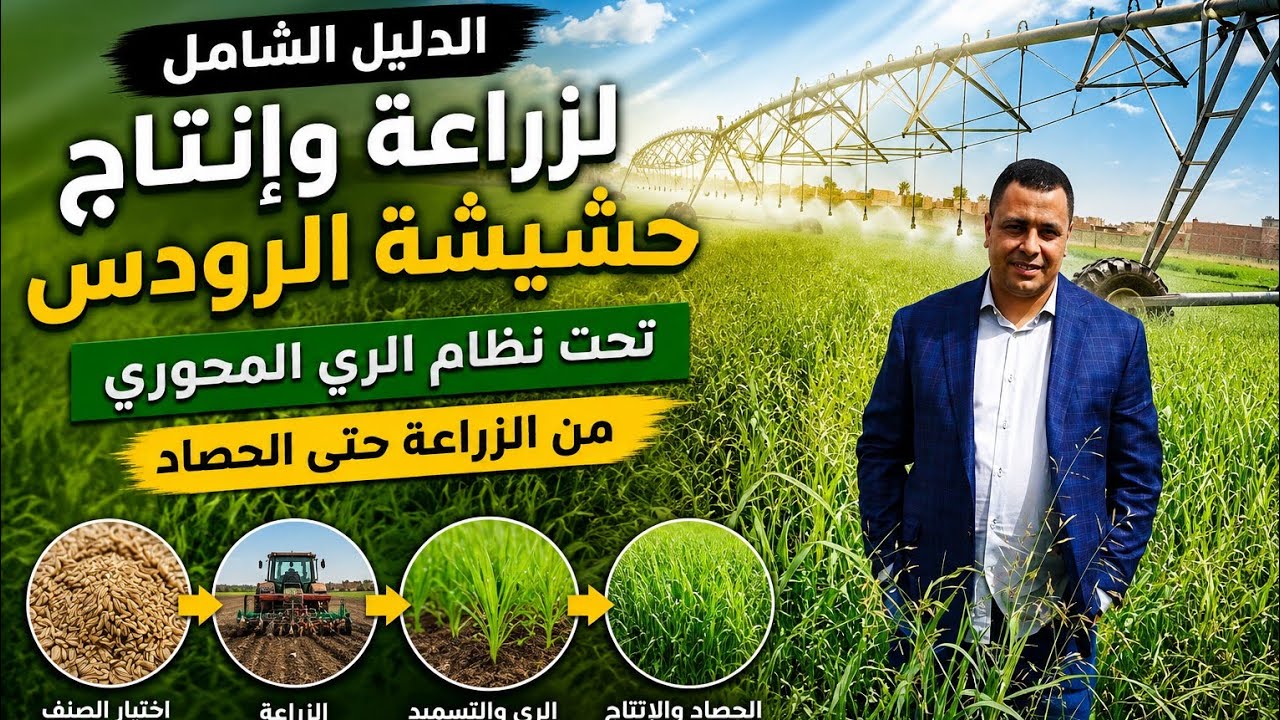 اول فيديو في العالم شامل كل تفاصيل  زراعة وإنتاج حشيشة الرودس تحت نظام الري المحوري
