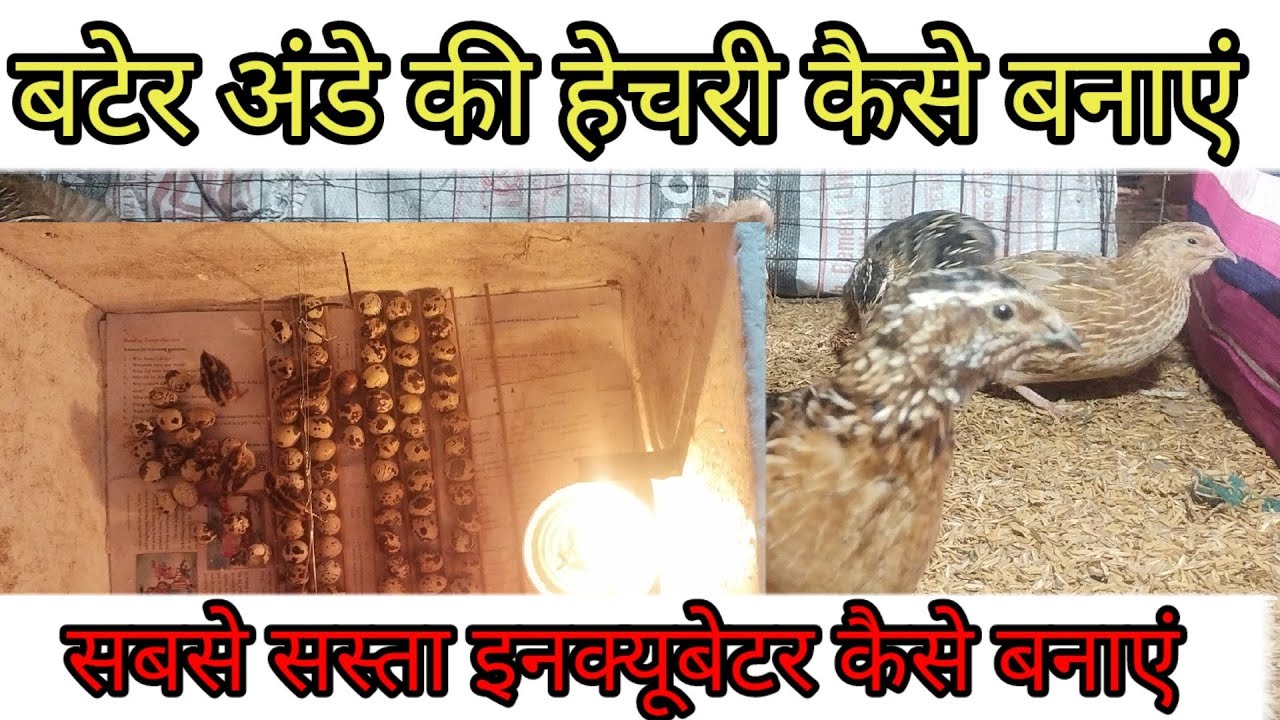 बटेर अंडे की हेचरी कैसे बनाएं ।।Bater egg incubator @MaDeshiMurgiKhamar @DiteshRoy