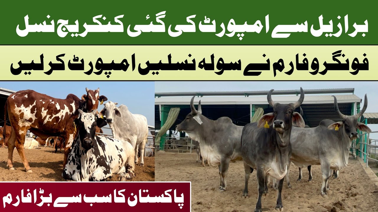 16 Premium Cow Breeds at Fongrow Farm Khanewal | Girolando, Nelore