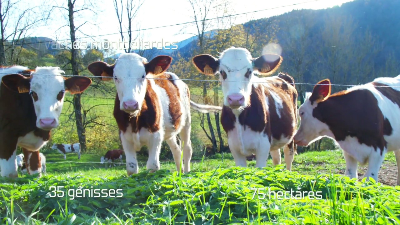 Ferme à Vendre dans le Vercors épisode 1