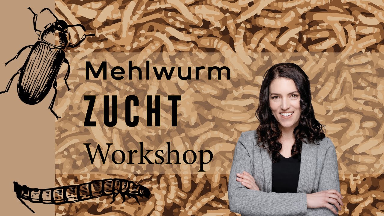 Meine Leidenschaft ist die Mehlwurmzucht
