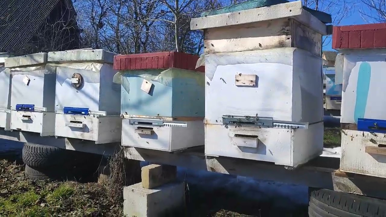 Пішло тепло! Бджола літає!