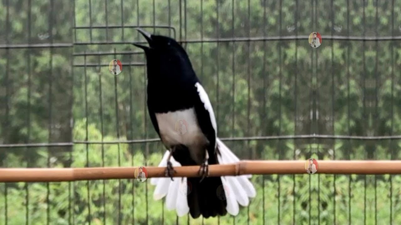 CHÒE THAN HÓT ĐẤU SIÊU CĂNG LỬA - LUYỆN GIỌNG CHÒE THAN BUỔI SÁNG - Suara Burung Kacer Gacor 2026