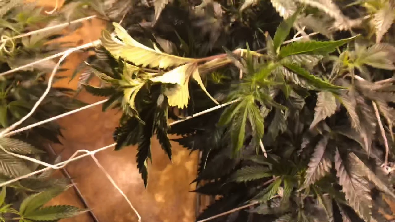 Indoor Grow Weekly flower room update: week 1 of flower. New run, who this?
