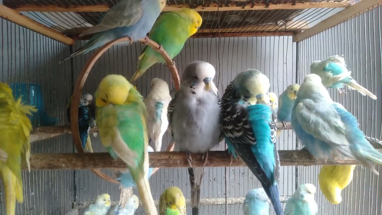 Cute Budgie Trying Fresh Strawberry  Relaxing Budgie Sounds and Happy Colors