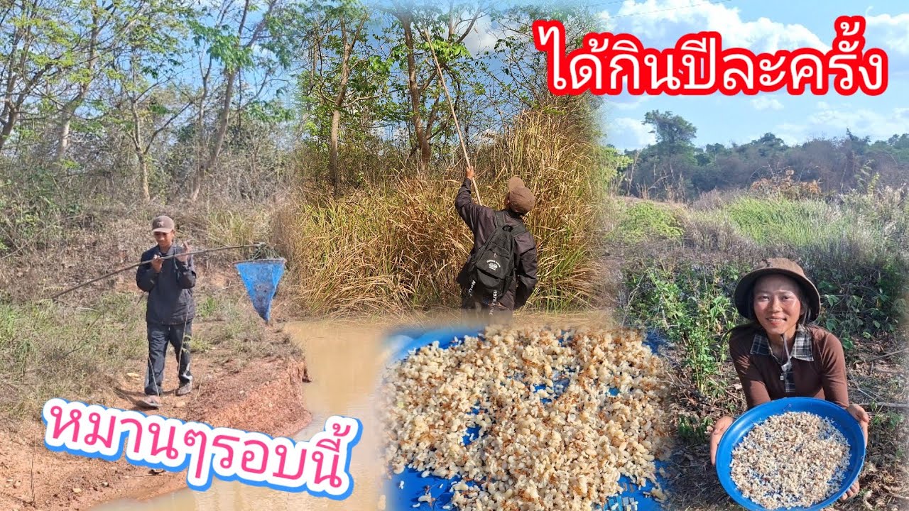เสร็จงานแล้วเข้าป่าหากิน แหย่ไข่มดแดง หมานๆเลยรอบนี้ 15 มีนาคม ค.ศ. 2026
