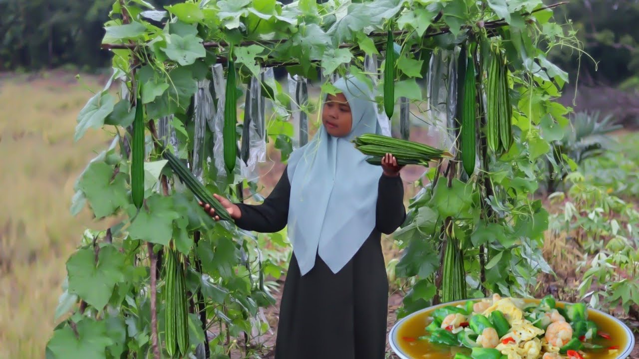 Menanam sawi, Memanin kisi Saat hujan untuk sarapan pagi, indahnya hidup di desa