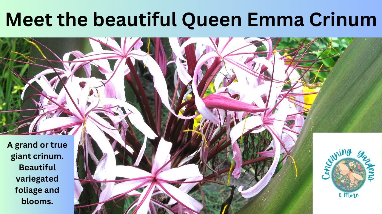 Meet the beautiful Queen Emma Crinum Lily.  A grand/ true giant crinum that can reach 6/8 feet tall.