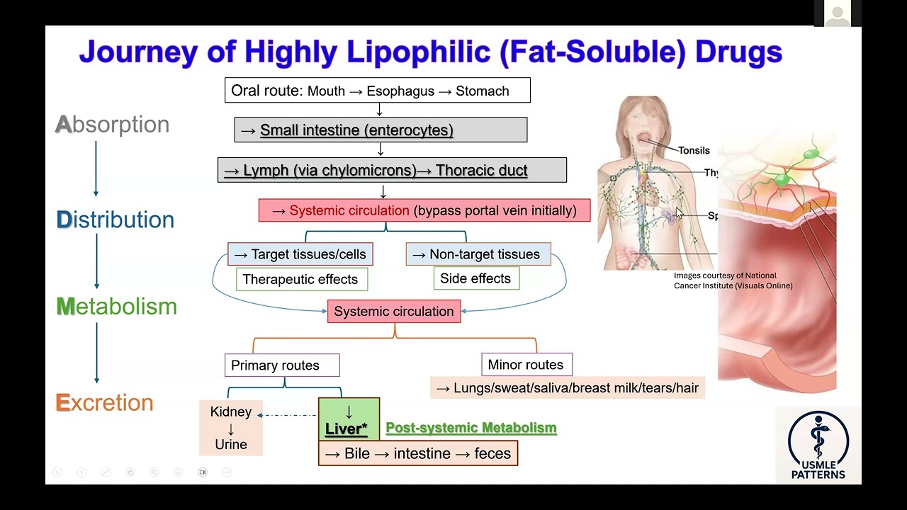 Journey of Highly Lipophilic (Fat-Soluble) Drugs