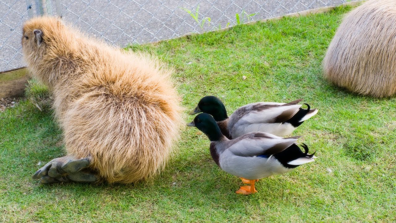 コールダックがカピバラをツンツン(反応弱め) (Call duck peck capybara and... Part.1)