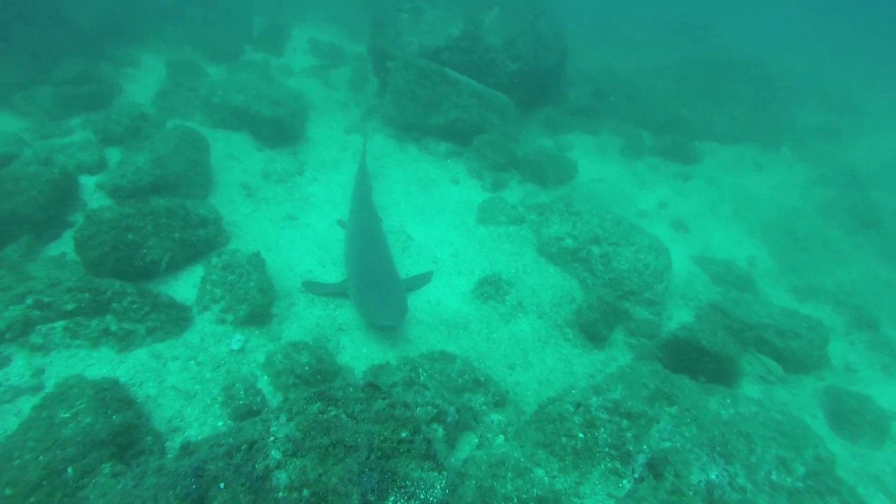 Turtle or Sharks