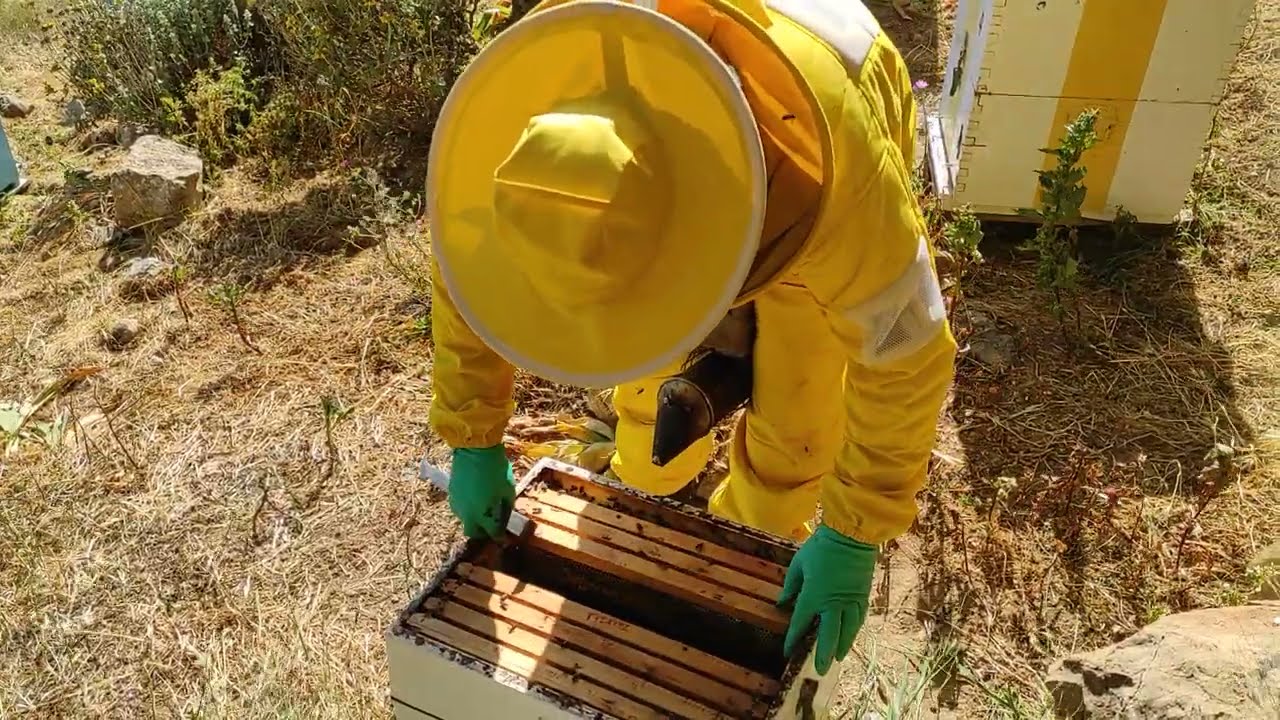 βασιλοτροφία για λίγες μάνες. η αποδοχή τον κελιών.