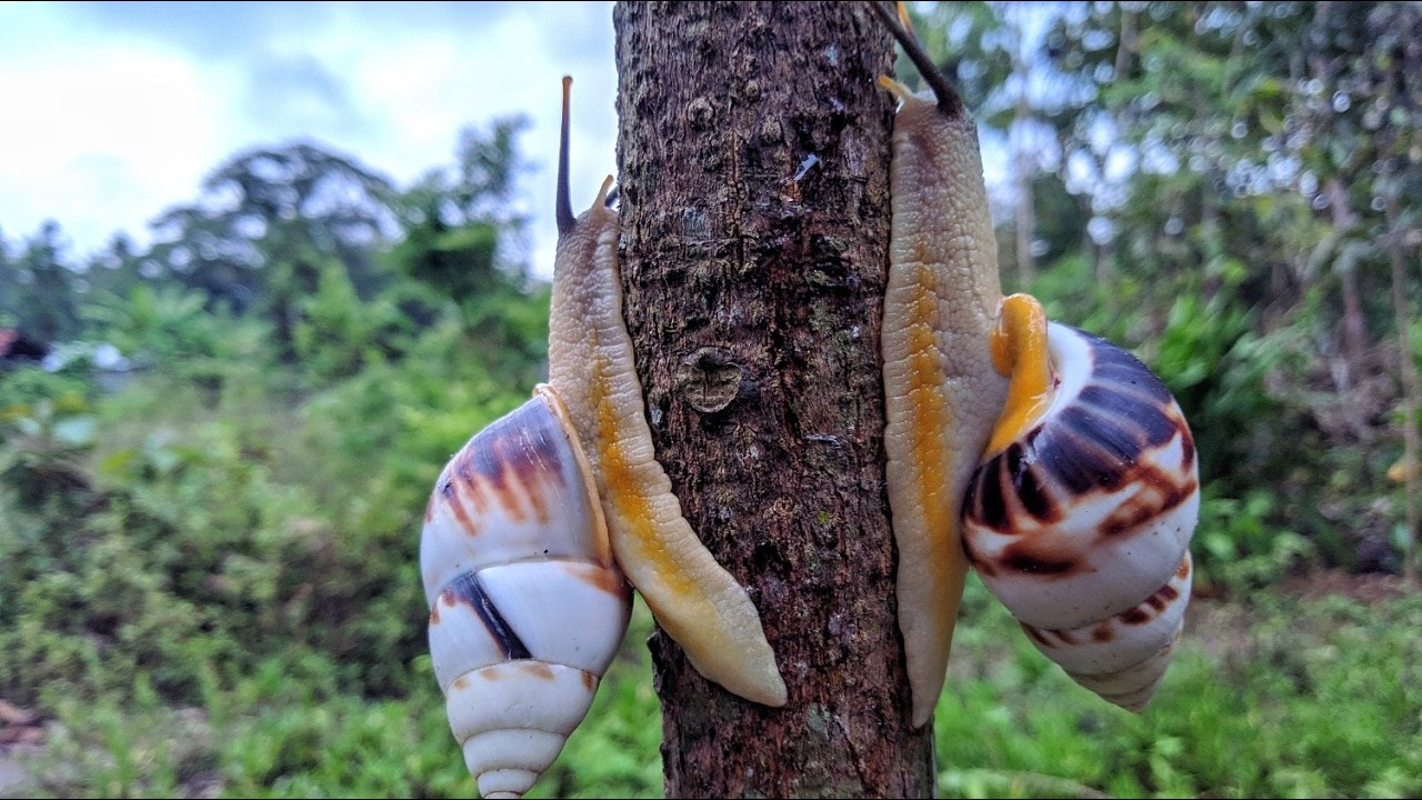 Menemukan Bekicot Albino di Pohon, Bekicot Putih
