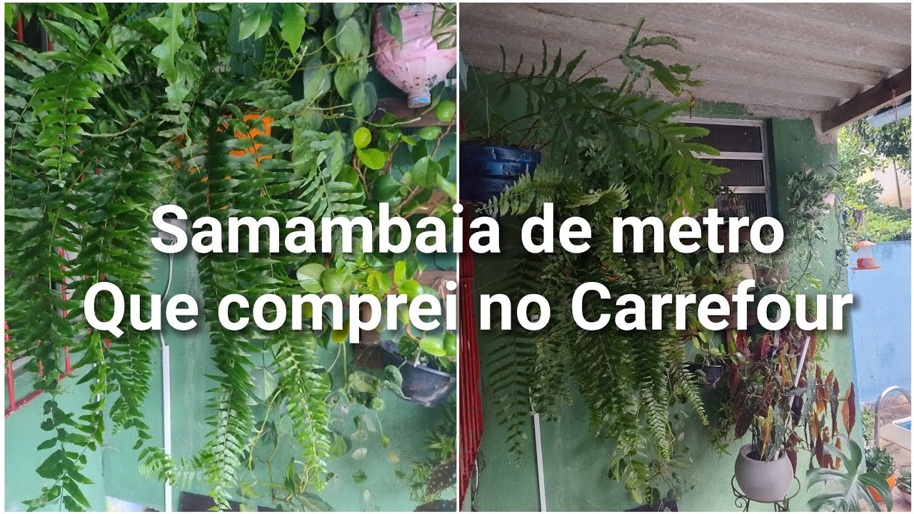 PLANTAS🌿 VERDES NA MINHA VARANDA SAMAMBAIA DE METRO VEM REPLANTAR COMIGO 🌲🌿🍀