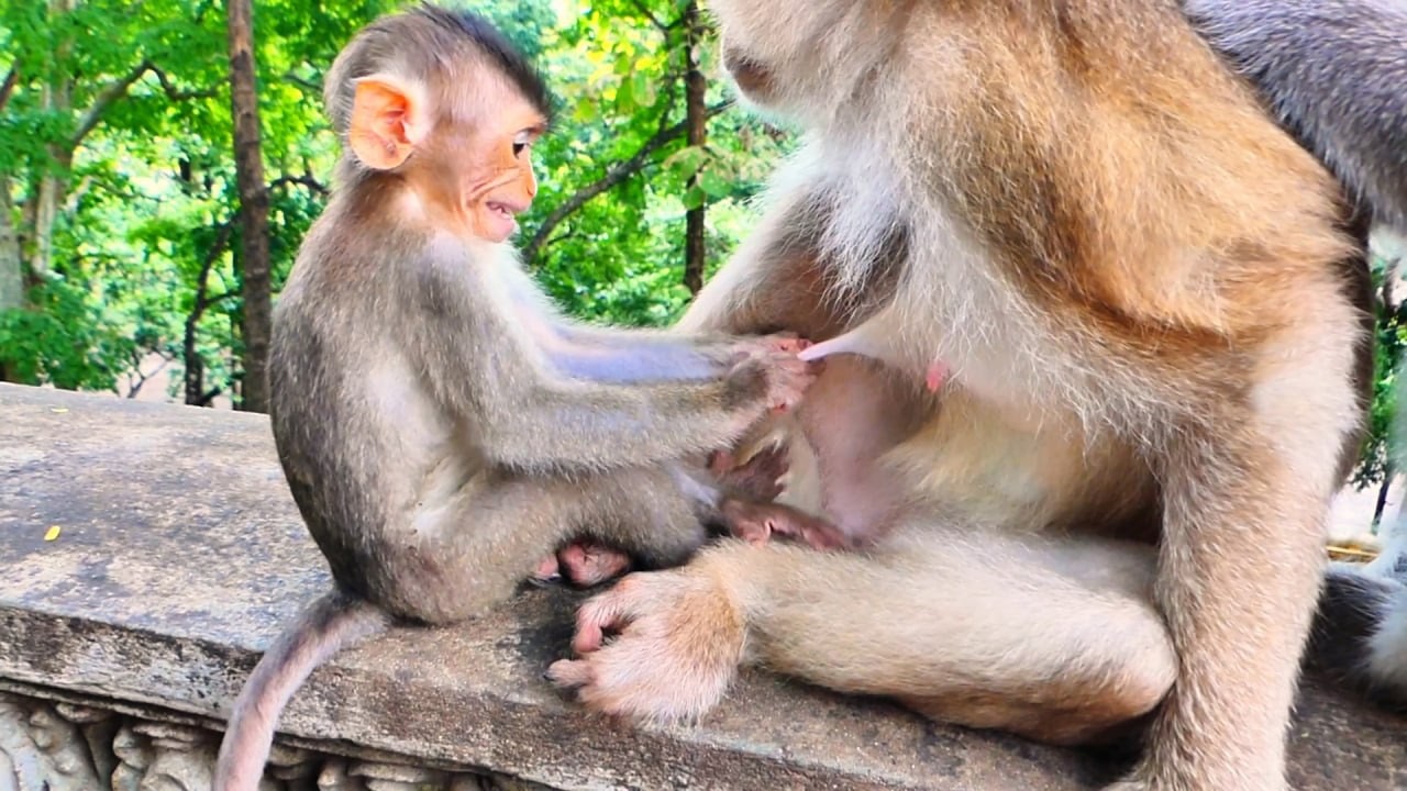 Live: Big Baby Monkey Tries to Ask Mama for Milk While Learning and Growing in Her Loving Care 🐒💛