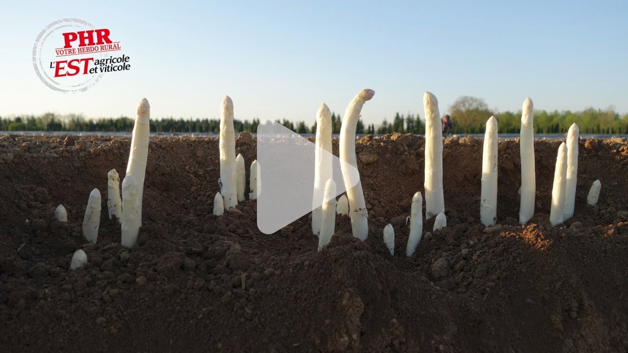 Ferme Haenni : 35 ans d'asperges