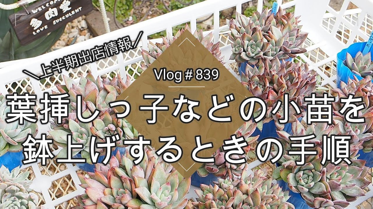 【Vlog839】【多肉植物】葉挿しっ子などの小苗を鉢上げするときキレイに大きくするコツと手順【上半期イベント出店情報】