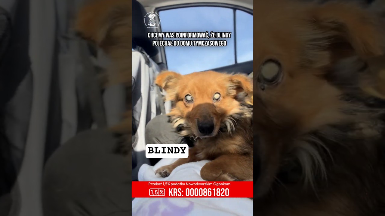 BLINDY - dziękuje za dotychczasową pomoc / czytaj opis ! #dog #pies #shorts  #shortvideo