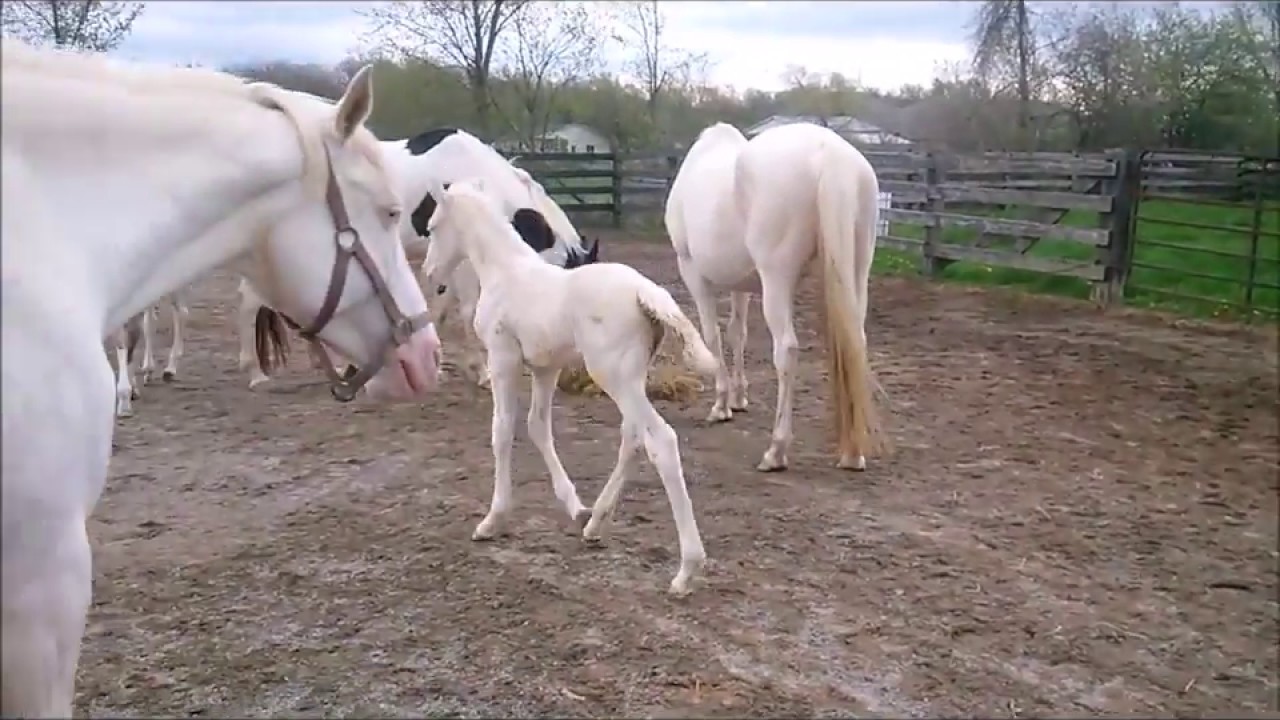 Vibrant Warmblood foals horsin around