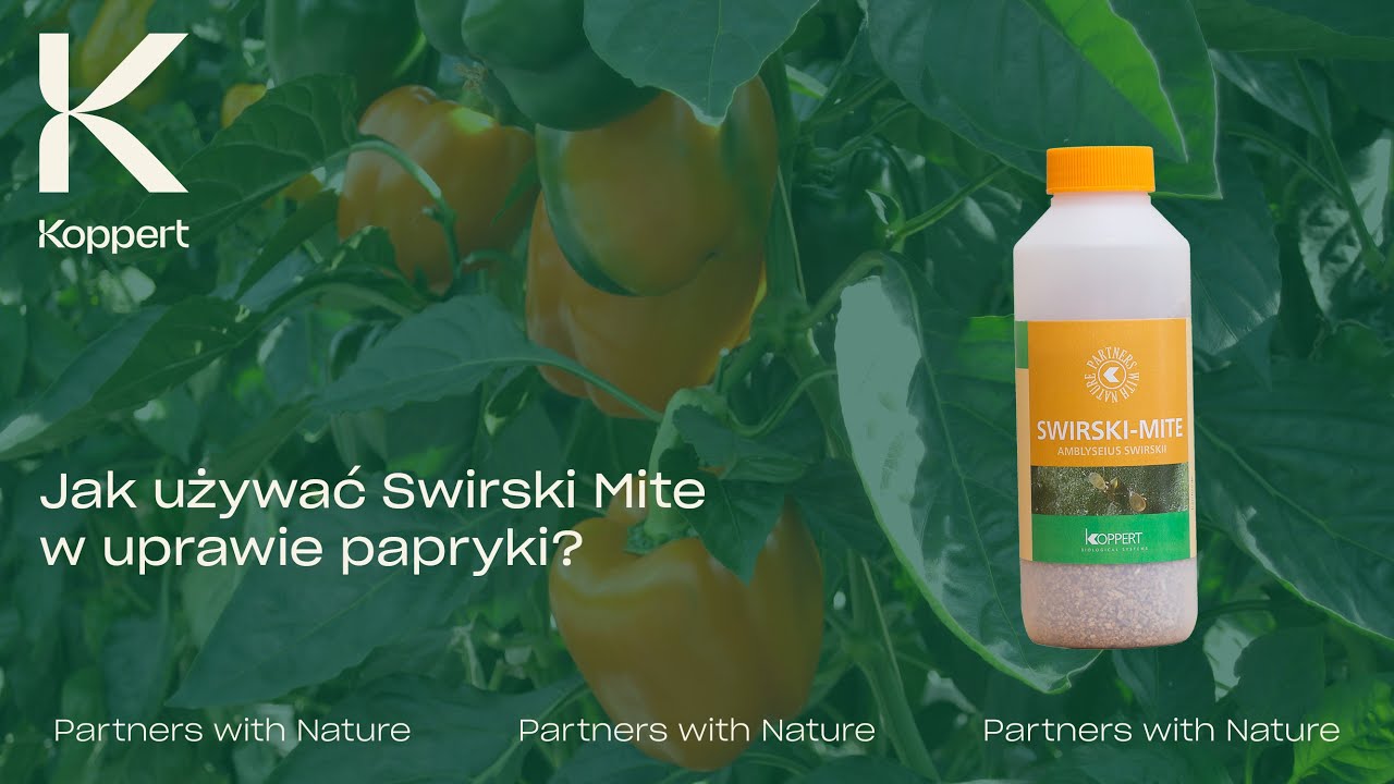 Jak używać Swirski-Mite w uprawie papryki? | Koppert Polska