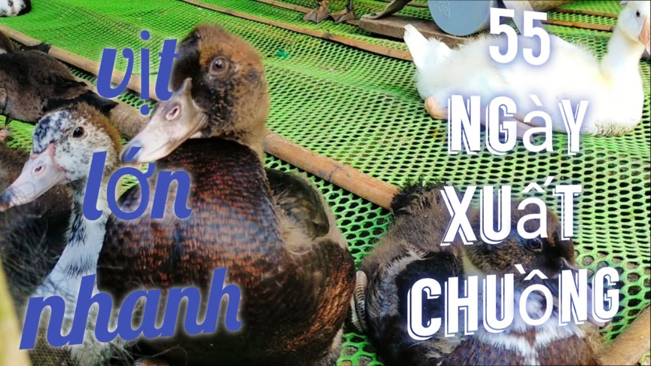 mô hình kỹ thuật chăn nuôi vịt xiêm ngắn ngày_ P3.3 | minh đoàn tô