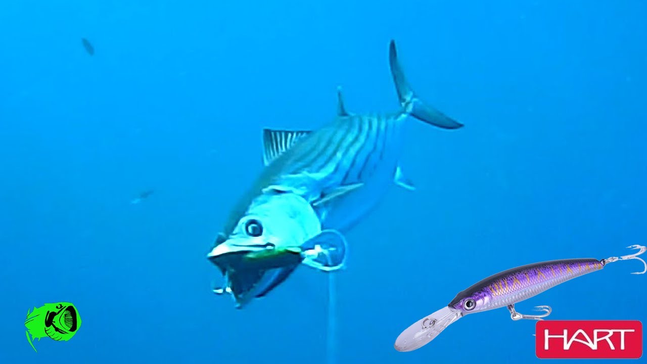 top trolling lure for Atlantic Bonito, Hart Deep K